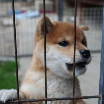 豆柴【滋賀県・女の子・2025年10月10日・赤】の写真「赤の元気な豆柴の女の子です。」