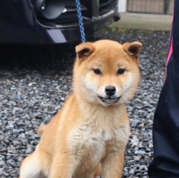 柴犬(標準サイズ)【滋賀県・男の子・2024年9月17日・赤】の写真「大人しい可愛い男の子です。」