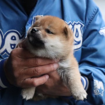 柴犬(豆柴)【滋賀県・女の子・2025年11月11日・赤】の写真「赤の元気な豆柴の女の子です。」