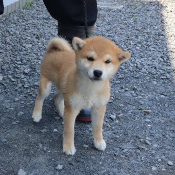 柴犬(豆柴)【滋賀県・男の子・2025年3月29日・赤】の写真「赤の豆柴の男の子です」