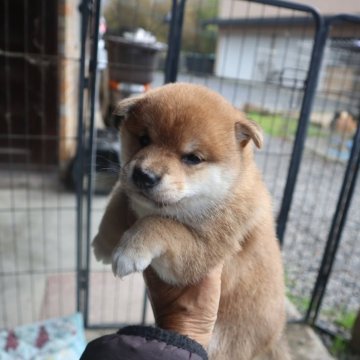豆柴【滋賀県・女の子・2025年10月10日・きれいな赤】の写真「赤の元気な豆柴の女の子です。」