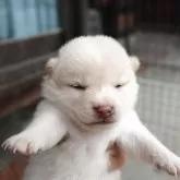 豆柴