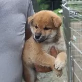 柴犬(標準サイズ)