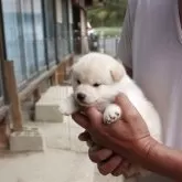 柴犬(標準サイズ)【滋賀県・女の子・2025年3月25日・白 真っ白ではありません  淡赤】の写真3