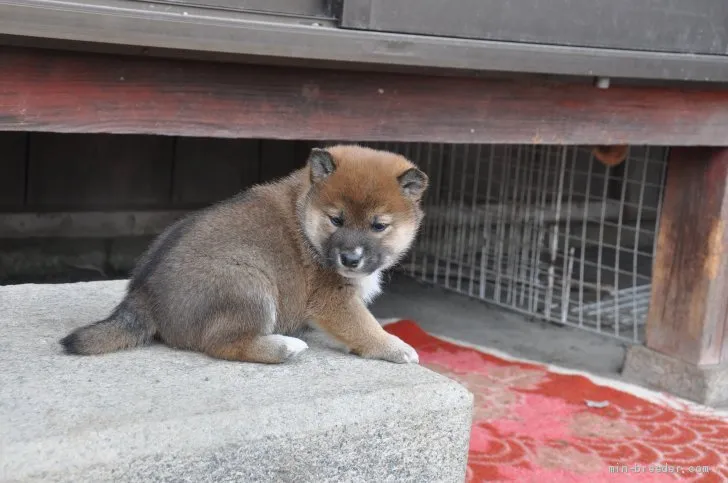 ID:2012-00109の子犬