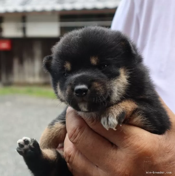 ID:2407-06917の子犬