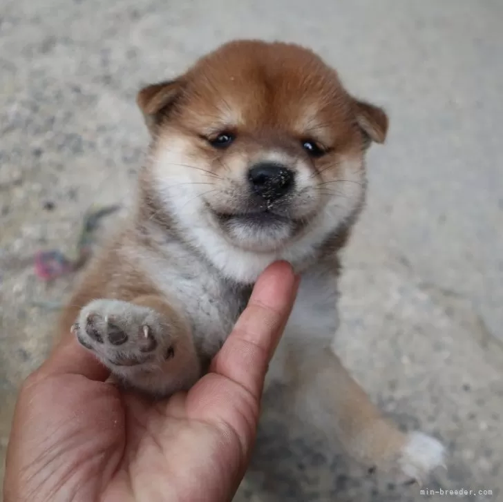 ID：2407-03559の子犬