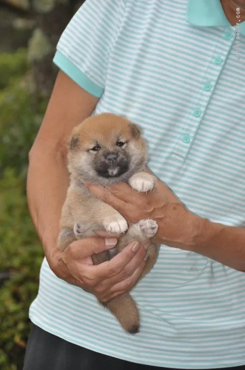ID:1809-01654の子犬