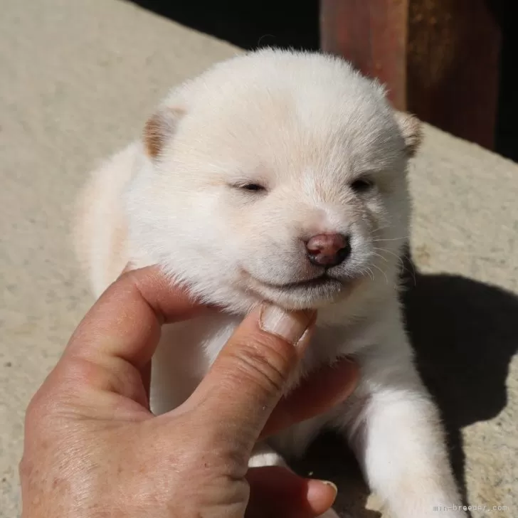 ID:2403-02668の子犬
