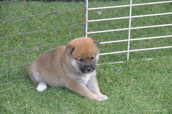 ID：2109-01352の子犬