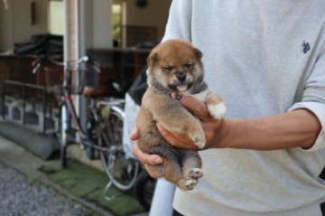 柴犬(豆柴)【滋賀県・男の子・2022年3月25日・赤】の写真「元気な赤豆柴の男の子です。」