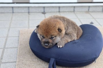 柴犬(標準サイズ)【滋賀県・男の子・2022年4月2日・濃い赤】の写真「元気な濃い赤の男の子です」