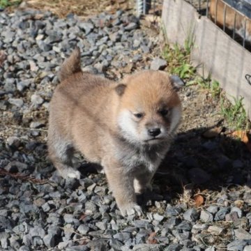 柴犬(豆柴)【滋賀県・男の子・2023年11月10日・赤】の写真「元気な赤豆柴の男の子です。」