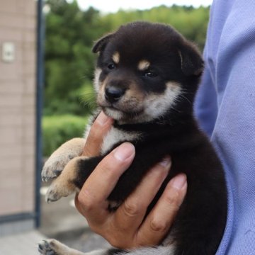 柴犬(豆柴)【滋賀県・男の子・2024年8月16日・黒】の写真「元気な黒豆柴の男の子です」