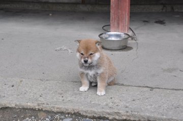 柴犬(標準サイズ)【滋賀県・女の子・2020年1月26日・きれいな赤】の写真「可愛いきれいな女の子です」