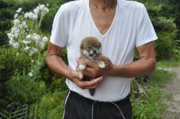 柴犬(標準サイズ)【滋賀県・女の子・2019年6月29日・濃い赤】の写真「やや小ぶりな元気いっぱいの仔犬です」