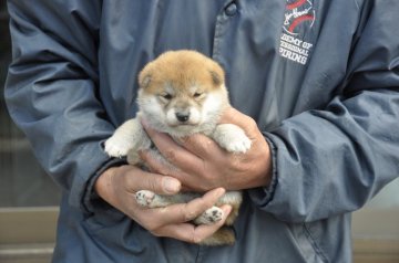 柴犬(標準サイズ)【滋賀県・女の子・2019年3月10日・赤】の写真「元気な可愛い女の子です。」