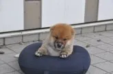 柴犬(標準サイズ)【滋賀県・男の子・2021年7月24日・きれいな赤】の写真1「8/30　撮影」