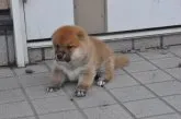 柴犬(標準サイズ)【滋賀県・男の子・2021年7月24日・きれいな赤】の写真2