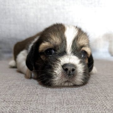 ミックス(シーズー×ビーグル)【茨城県・男の子・2025年11月20日・ゴールド&ホワイト】の写真「稀少のMIX☆シーズー×ビーグル！可愛い！」