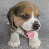 ビーグル