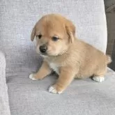 柴ビー(ビーグル×柴犬)【茨城県・男の子・2025年10月1日・赤】の写真2