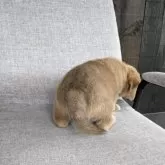 柴ビー(ビーグル×柴犬)【茨城県・男の子・2025年10月1日・赤】の写真4