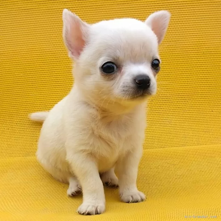 ID:2407-00395の子犬