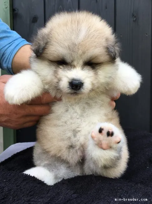 ID:1804-01879の子犬
