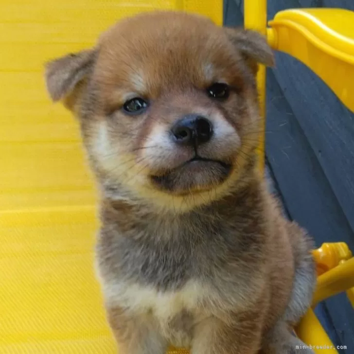 ID：2406-03727の子犬