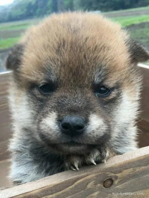 ID：2204-01886の子犬