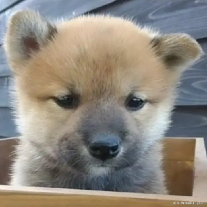 ID：2304-01974の子犬