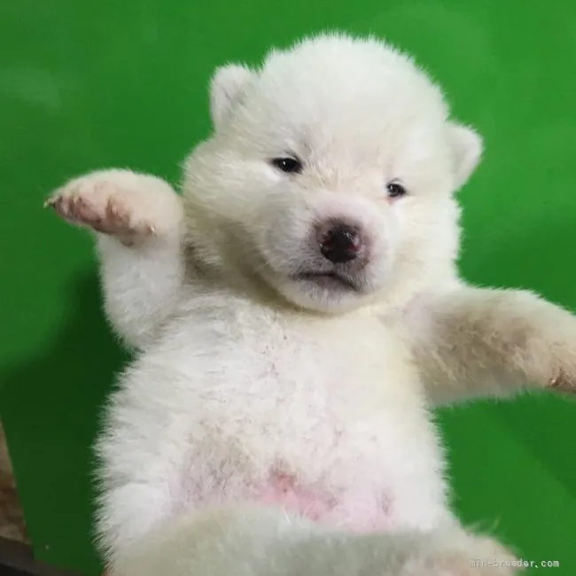 ID:2108-04075の子犬