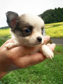 チワックス(チワワ✕ミニチュアダックス)【茨城県・男の子・2021年8月1日・レッド&ホワイト】の写真「チビチワのチワックス！(クォーター！)」