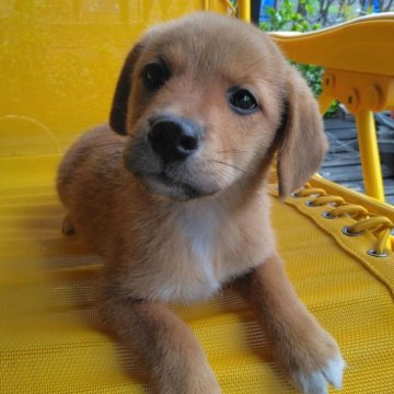 ミックス(ビーグル×柴犬)【茨城県・男の子・2024年2月29日・赤】の写真「モッコモコのフワカワな柴ビーが待ってます♪」