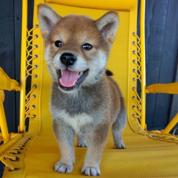 柴犬(標準サイズ)【茨城県・男の子・2024年5月8日・赤】の写真「凛々しカワイイ柴犬くんがお迎え待ってます♪」