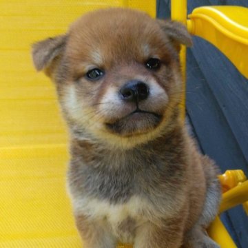柴犬(標準サイズ)【茨城県・女の子・2024年5月8日・赤】の写真「動画公開中(^-^)白の配色可愛いムクフワちゃん」