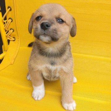 ミックス(ビーグル×柴犬)【茨城県・女の子・2024年2月29日・赤】の写真「柴ビーの女の子だなんて！すぐ連れて帰れちゃいます♪」