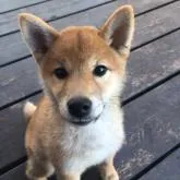 柴犬(標準サイズ)【茨城県・男の子・2022年9月17日・赤】の写真1「☆12月8日現在です♪」