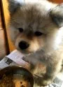 秋田犬【茨城県・女の子・2019年12月27日・赤】の写真1