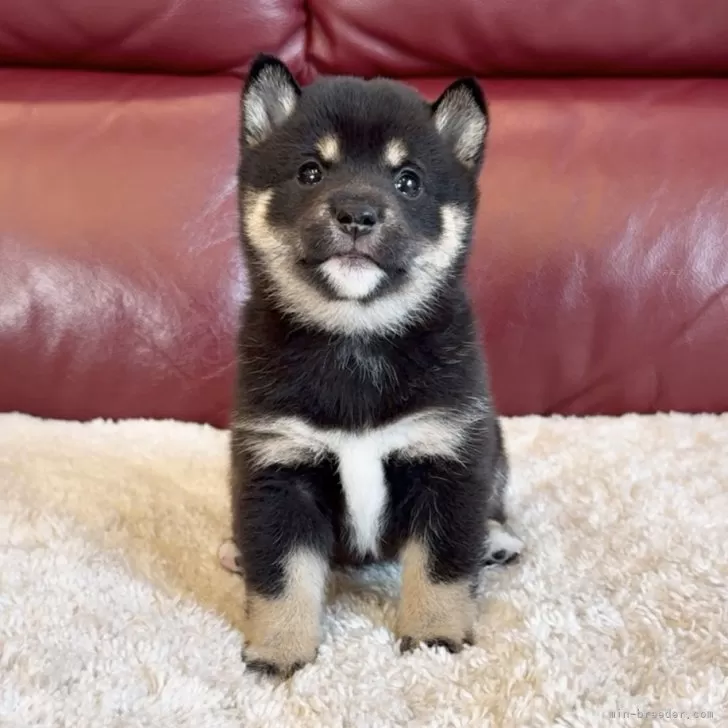 豆柴【福岡県・女の子・2025年10月10日・黒】の写真1