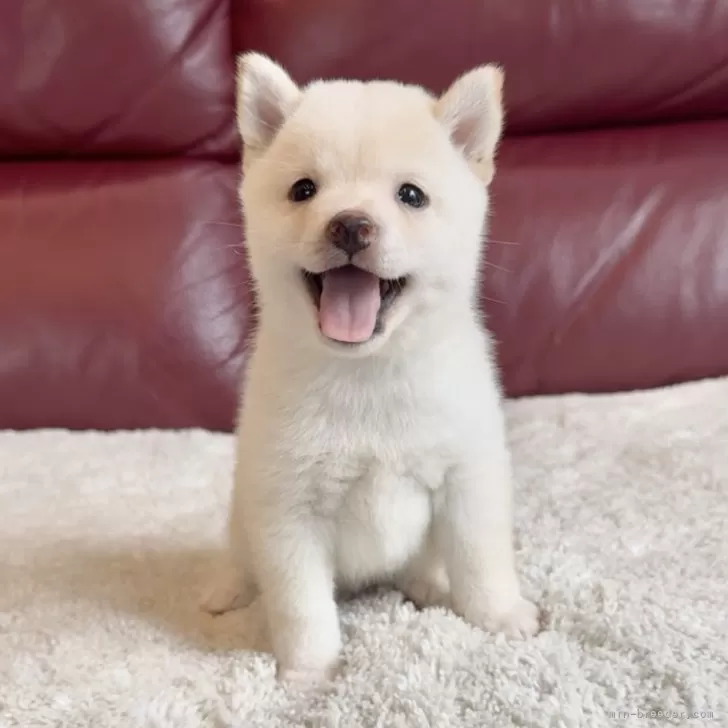 A.S 様のお迎えした子犬