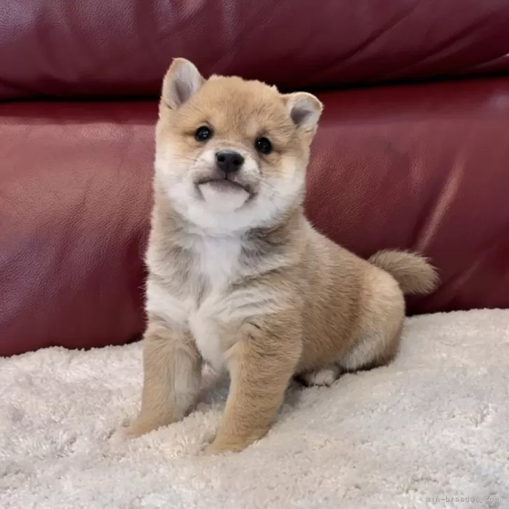 ID:2412-07420の子犬