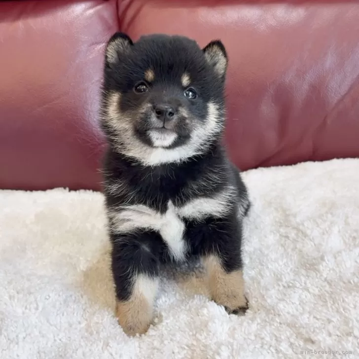 Y.O 様のお迎えした子犬