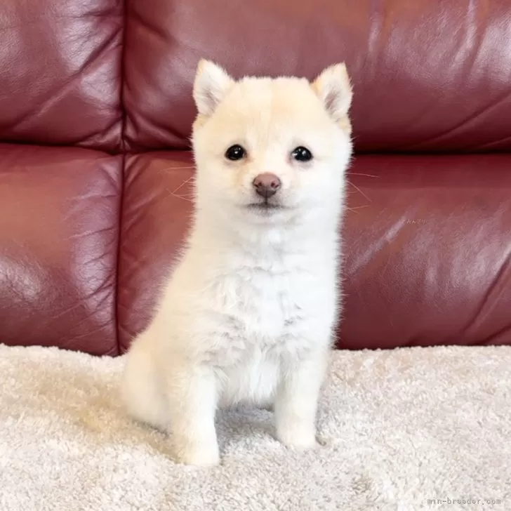 ID：2502-04809の子犬