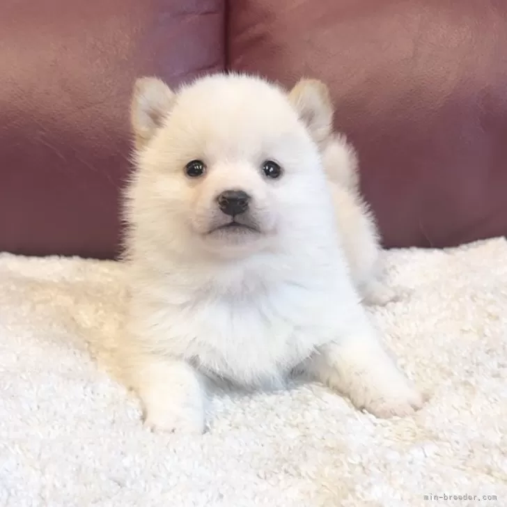ID：2502-03722の子犬
