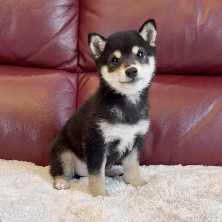 ID:2506-00863の子犬