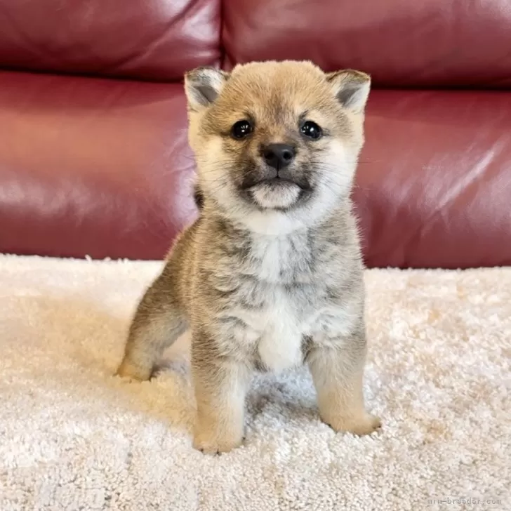 ID:2412-01258の子犬