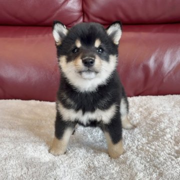 柴犬(豆柴)【福岡県・女の子・2025年2月21日・黒】の写真「優しい性格の小ぶり女子💓」