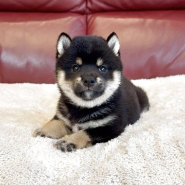 柴犬(豆柴)【福岡県・女の子・2025年5月20日・黒】の写真「まるくてカワイイ女の子💖」